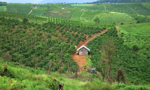 Chuyển mục đích sử dụng hơn 18ha đất rừng tại Hòa Bình để làm khu công nghiệp gần 2.000 tỷ đồng