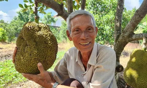 Lão nông ở Cần Thơ trồng giống mít "lạ", khách tranh mua