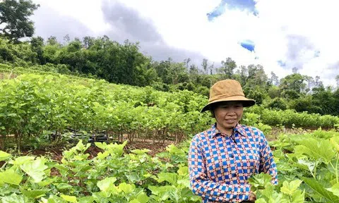 Thu nhập cao nhờ nghề 'ăn cơm đứng'