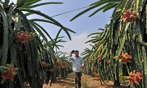 Trung Quốc tự trồng thanh long, sầu riêng cạnh tranh trái cây Việt