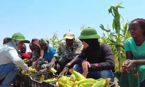 Loại nông sản bán đầy chợ Việt được team Quang Linh châu Phi đem trồng ở Angola, giá đắt gấp 5 lần vẫn cháy hàng