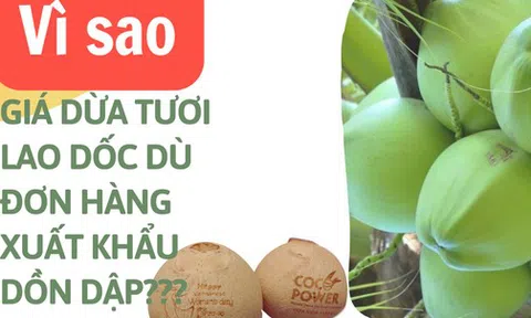 Giá dừa tươi giảm gần một nửa dù đơn hàng xuất khẩu dồn dập, vì sao?