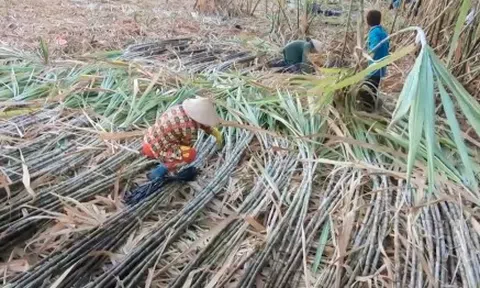 Nông dân Hậu Giang ăn, ngủ không yên vì lo mía không bán được, giá thấp