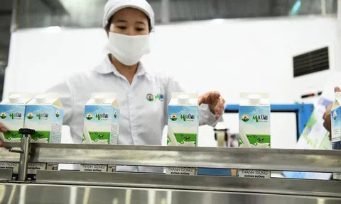 Mộc Châu Milk tăng vay vốn trong bối cảnh kinh doanh sa sút