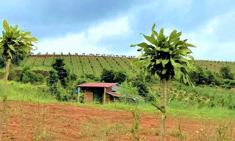 Đề nghị thu hồi giấy phép doanh nghiệp tự ý bán đất, chây ì nộp thuế