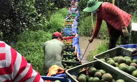 Hàng ngàn hộ trồng cam sành ở Trà Vinh lao đao vì giá lao dốc