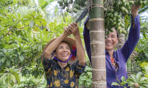 Mặc thương lái dừng mua, giá cau Nam Định vẫn cao ngất ngưởng, chưa hái đã có người đặt trước, vừa hái là có người lấy luôn