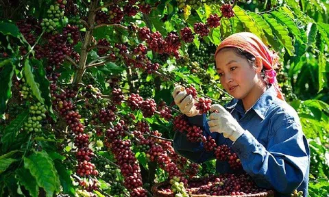 Giá cà phê tăng dựng đứng: Nông dân phấn khởi, doanh nghiệp "vừa mừng vừa lo"