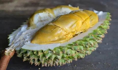 Xuất hiện giống sầu riêng mới gây sốt, giá đắt hơn cả Musang King