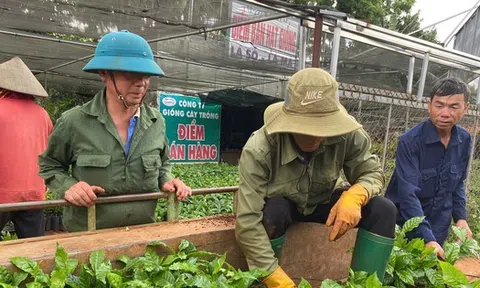Cây cà phê giống 'cháy' hàng