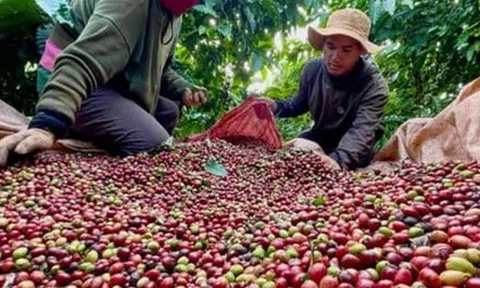 Xuất khẩu cà phê có thể vượt mốc 6 tỷ USD