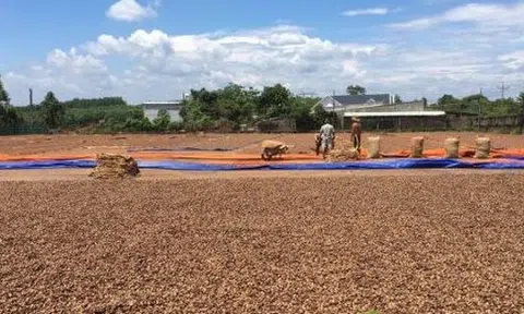 'Cứu tinh' từ Campuchia đổ bộ giúp Việt Nam củng cố ngôi vương của thế giới: Nhập khẩu hơn 1 triệu tấn trong quý 1, là mặt hàng được Mỹ cực ưa chuộng