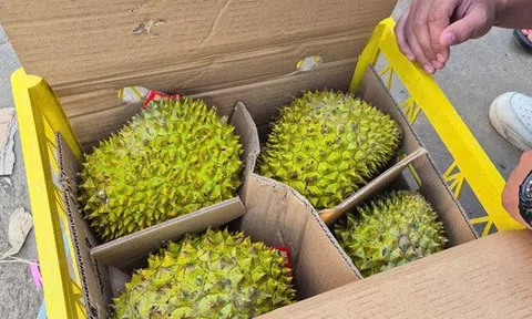 Sầu riêng vừa đón tin vui từ Trung Quốc