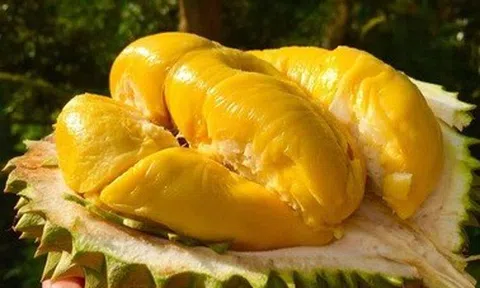 Trung Quốc siết mạnh, giá sầu riêng giảm