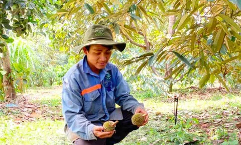 Sầu riêng non ở Gia Lai rụng hàng loạt