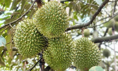Cục Hải quan: Ưu tiên thực hiện thông quan ngay sầu riêng xuất khẩu