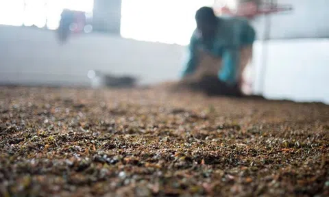 Hàng nghìn tấn "vàng xanh" của Việt Nam được Mỹ săn mua với giá hấp dẫn: Thuế nhập khẩu 10%, nước ta là ông trùm thứ 5 thế giới