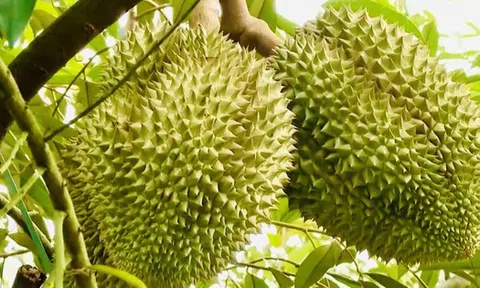 "Đổ lỗi dùng phân bón DAP khiến sầu riêng nhiễm cadimi là chưa chính xác"?