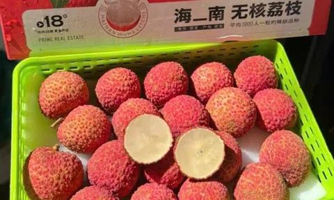 Vải thiều không hạt Trung Quốc đổ về chợ Việt, giá bán gần 1 triệu đồng/kg