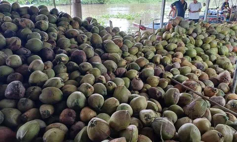 Sốc với đà tăng của giá dừa trong nước