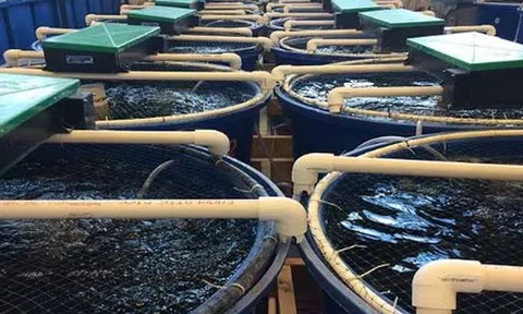 Mỹ, Trung Quốc đua nhau săn mua mỏ vàng của Việt Nam: Bỏ túi hơn 1,7 tỷ USD, nước ta đang trở thành ‘ông trùm’ thứ 3 thế giới