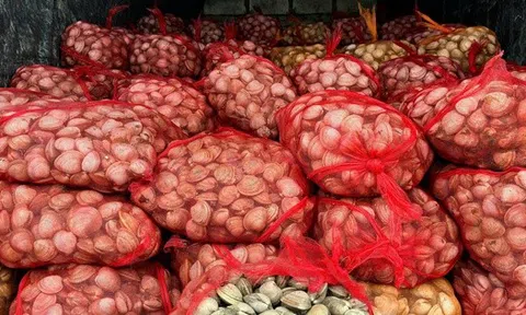 2 người đàn ông vận chuyển 17 tấn ngao, hàu từ biên giới vào trong nước tiêu thụ bị phát hiện