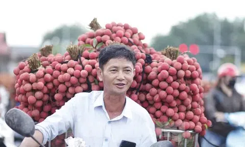 Vải thiều Bắc Ninh vào khu công nghiệp, doanh nghiệp FDI đăng ký mua tới tấp