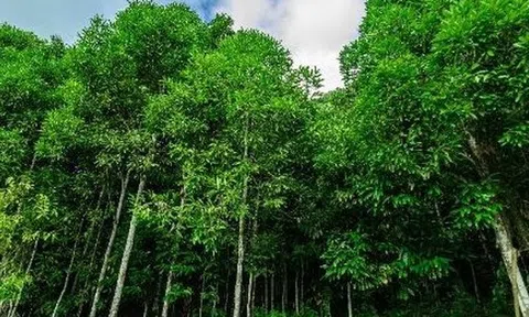 ‘Trợ lực’ từ Indonesia đổ bộ giúp Việt Nam thống lĩnh một mặt hàng của thế giới: Là loại cây từ gốc đến ngọn đều ra tiền, thu về hàng trăm triệu USD mỗi năm