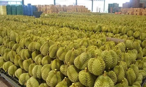 Láng giềng Việt Nam đón tin vui: 112 trang trại sầu riêng chính thức được cấp phép xuất khẩu sang thị trường Trung Quốc