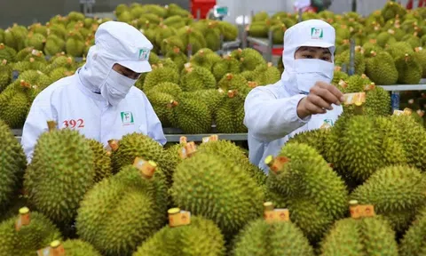 Xuất khẩu rau quả phục hồi, bất ngờ từ một loại quả