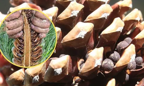 Loại hạt đắt đỏ bậc nhất thế giới, ở Việt Nam xưa rụng đầy gốc ít ai nhặt