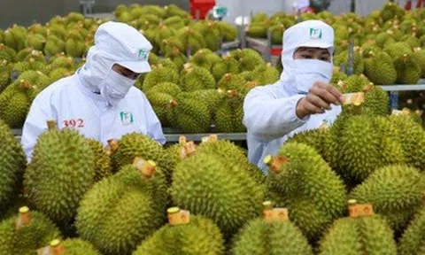 Xuất khẩu rau quả phục hồi, bất ngờ từ một loại quả