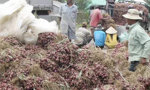 Cần Thơ phản bác thông tin 1 giám đốc doanh nghiệp nói "hơn 1.000 người bị mù do trồng hành tím"