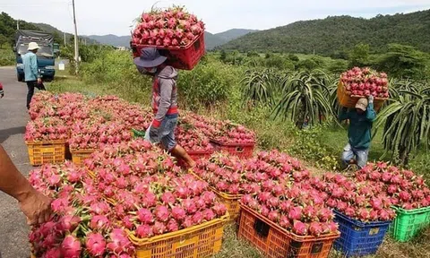 Ai chịu trách nhiệm việc thanh long, hồ tiêu 'chết yểu' vì thủ tục xuất khẩu?