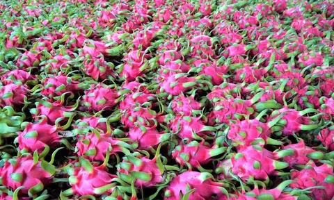 Thủ tướng chỉ đạo gỡ vướng cho thanh long, hồ tiêu xuất khẩu