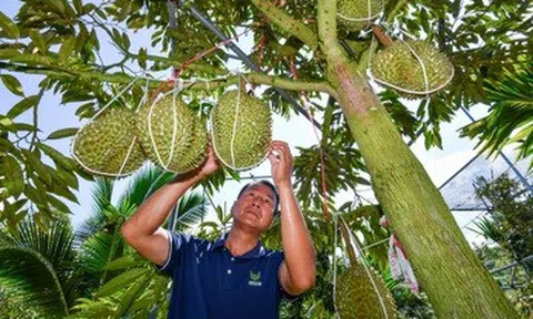 Trung Quốc tự trồng sầu riêng, kết quả ra sao?