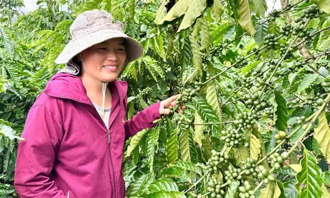 Cà phê tăng giá như vàng, nông dân gom tiền mở rộng canh tác