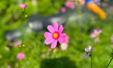 Thị trường sàn la liệt, cổ phiếu DN phân phối ô tô lớn nhất nước "ngược dòng" bứt phá