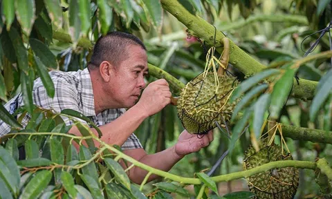 Cách Trung Quốc tự trồng sầu riêng khiến Thái Lan, Việt Nam phải dè chừng