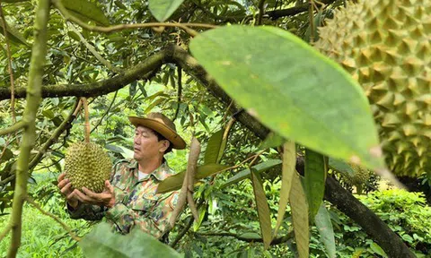 Đưa sầu riêng trở lại thời hoàng kim