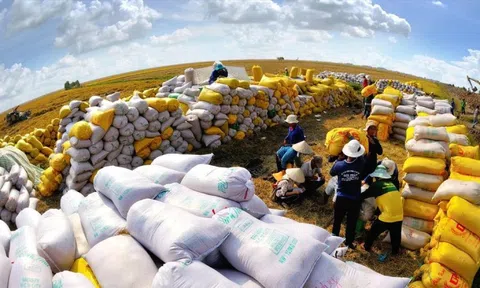 Philippines dừng nhập khẩu gạo, Việt Nam ảnh hưởng thế nào?