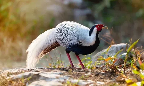 Gà lôi trắng, động vật hoang dã bán tràn lan trên mạng