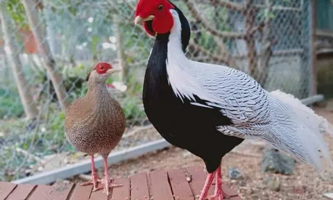 Gần 10 triệu đồng một cặp gà lôi trắng