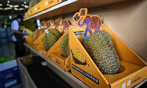 Trung Quốc tự trồng sầu riêng, gây bất ngờ về giá bán