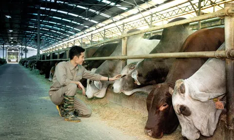 Không chỉ là vua thép, tỷ phú Trần Đình Long còn chiếm ngôi "vua bò Úc": Sản lượng 6T2025 tăng 115%, mục tiêu 150.000 con
