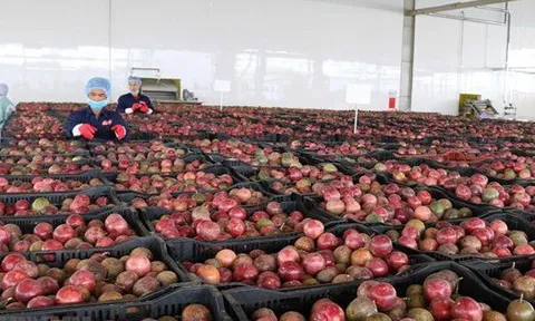 Một 'sản vật' triệu USD của Việt Nam được Trung Quốc ồ ạt thu mua, nước ta là nhà xuất khẩu top 10 thế giới