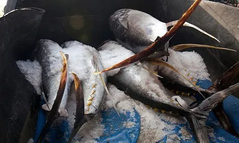 Không phải sầu riêng, 'siêu thực phẩm' của Việt Nam sang Thái Lan thành hàng hot: thu về hơn 700 triệu USD, 100 thị trường tranh nhau 'chốt đơn'