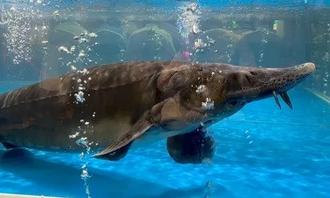 Cá tầm nặng 50kg "gây sốt" tại Tuần lễ Nông sản, bán hơn 100 triệu đồng
