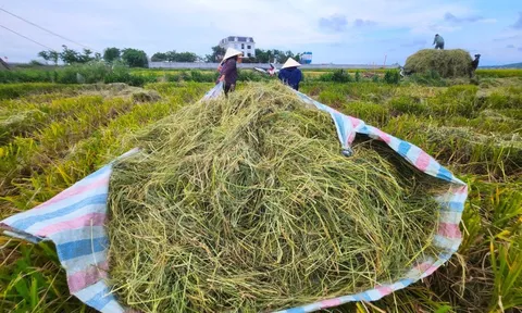 Rơm rạ, mo cau... và bài toán thúc đẩy kinh tế tuần hoàn