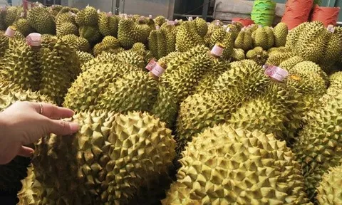 Giá sầu riêng tăng trở lại, bầu Đức tính trồng thêm 1.000 ha sầu riêng